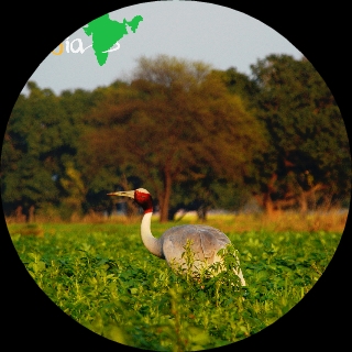 Picsart profile picture for @blisters