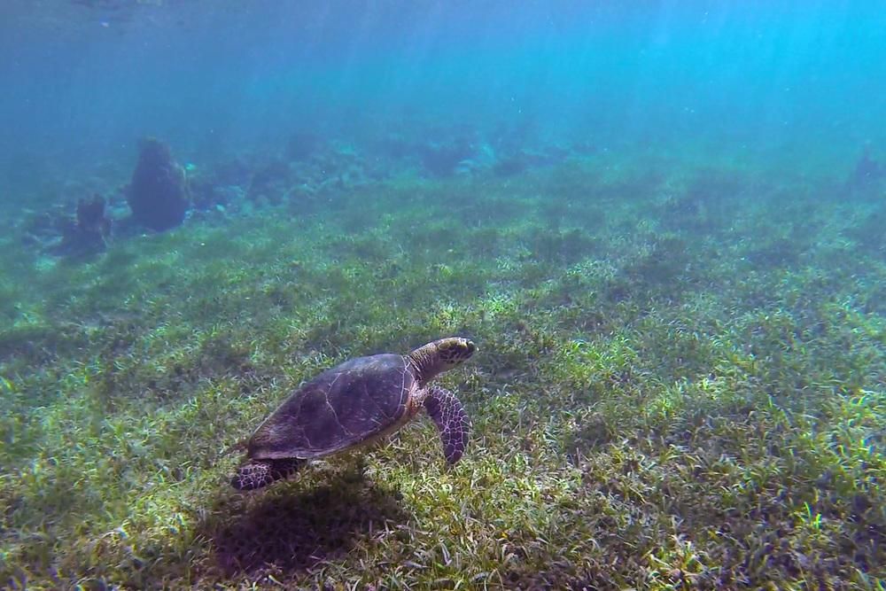 underwater photography