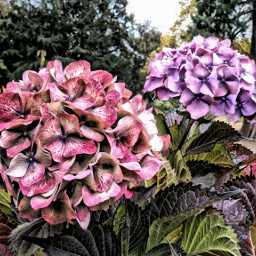photography flower colorful hdr close